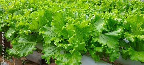 Obraz na plátně Green leaf lettuce farm that plant as hydroponics method