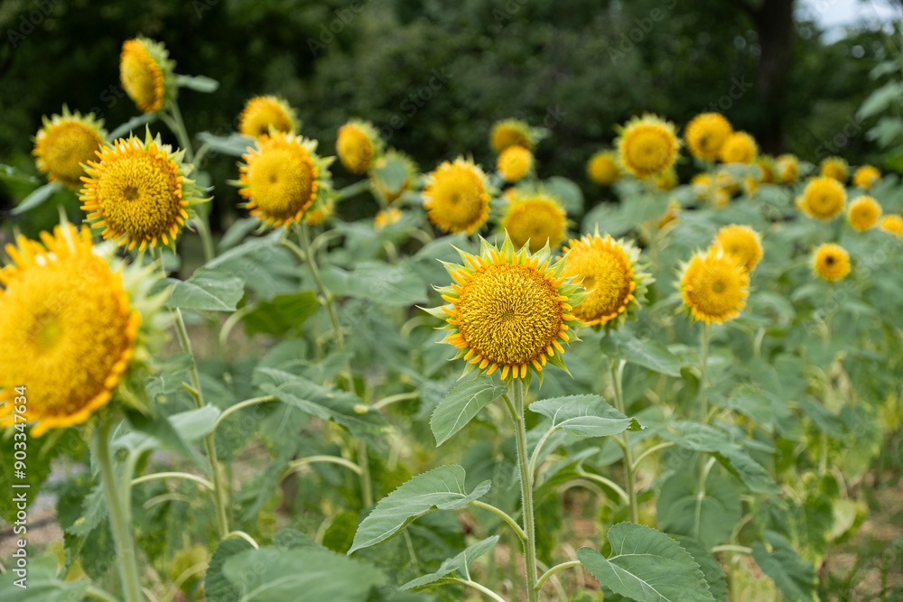 Fototapeta premium ひまわり
