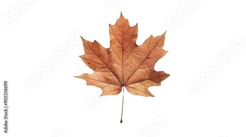 Wallpaper Mural Maple autumn fall leaf on transparent background Torontodigital.ca