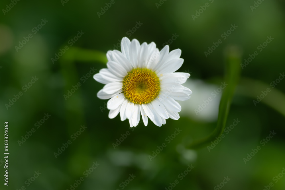 Fototapeta premium Marguerite daisy close-up in a field