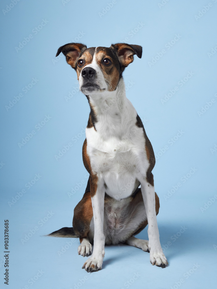 a mixed-breed dog sits elegantly against a tranquil blue background, exuding a sense of calm intelligence a mixed-breed dog sits elegantly against a tranquil blue background, exuding a sense of calm intelligence