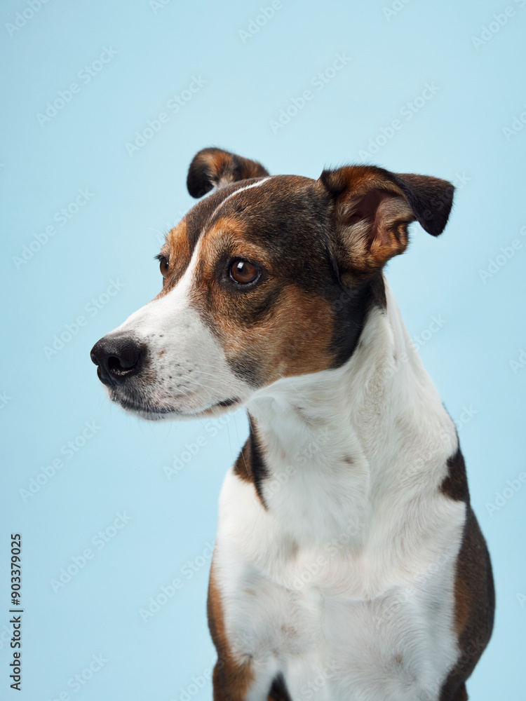 A poised mixed-breed dog poses against a soft blue backdrop, its playful character captured in a candid moment A poised mixed-breed dog poses against a soft blue backdrop, its playful character captured in a candid moment