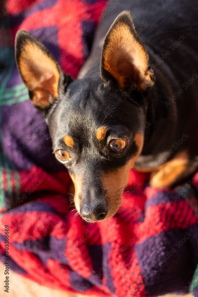 portrait of a pinscher puppy in a red blanket portrait of a pinscher puppy in a red blanket
