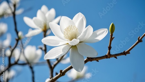  Serenity in bloom A single white flower against a clear blue sky