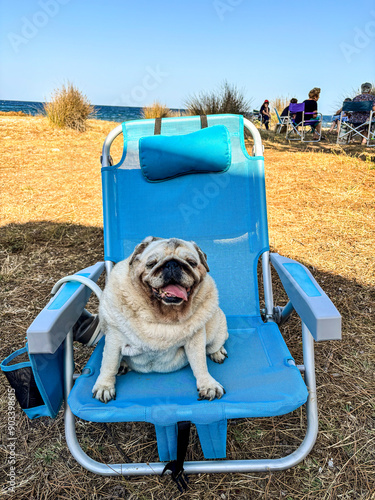 Cute old dog sitting on a blue chair at the beach with ocean in background, enjoying summer season in the shadow. Pug canine holiday vacation outdoor leisure activity lifestyle. best friend together photo