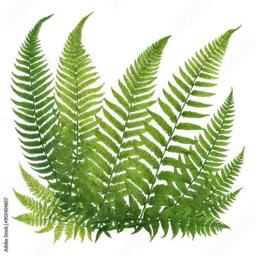 Green Foliage with Spiny Edges