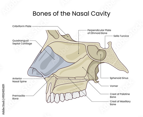 Bones of the Nasal Cavity