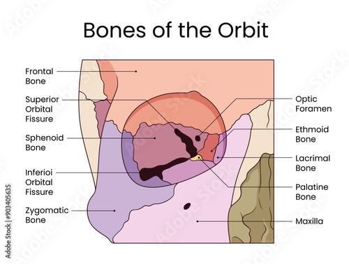 Anatomical Bones of the Orbit