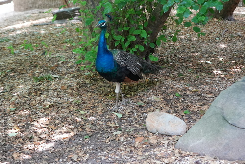 Peacock 