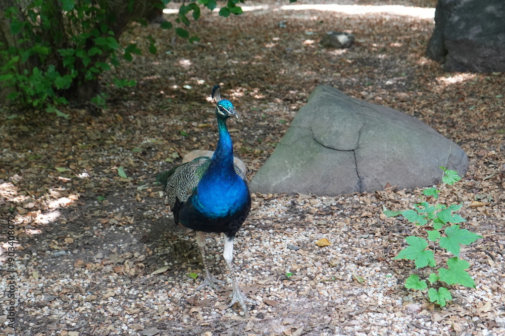 Obraz premium Peacock 