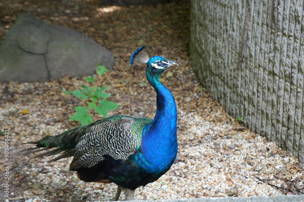 Fototapeta premium Peacock 
