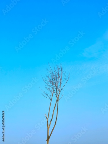 tree with blue sky background