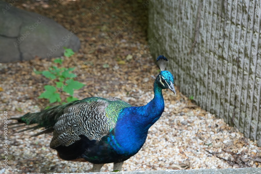 Obraz premium Peacock 