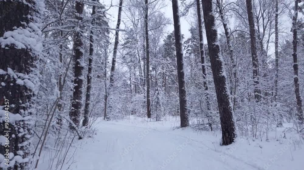 Quality video of a walking in beautiful winter forest Quality video of a walking in beautiful winter forest