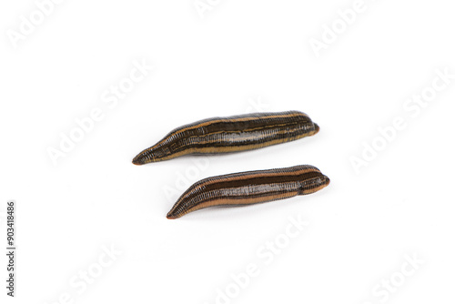 Картината върху платно two leeches isolated on a white background.