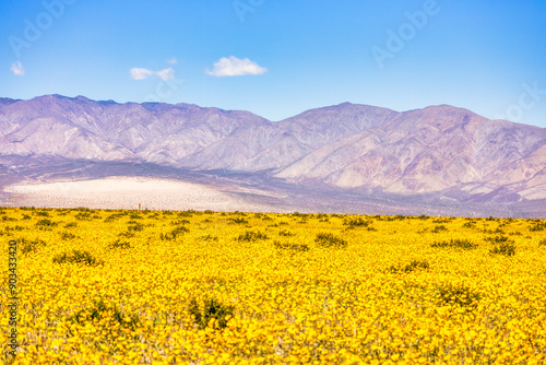 Beautiful landscape, spring bloom, Death Valley National Park, California