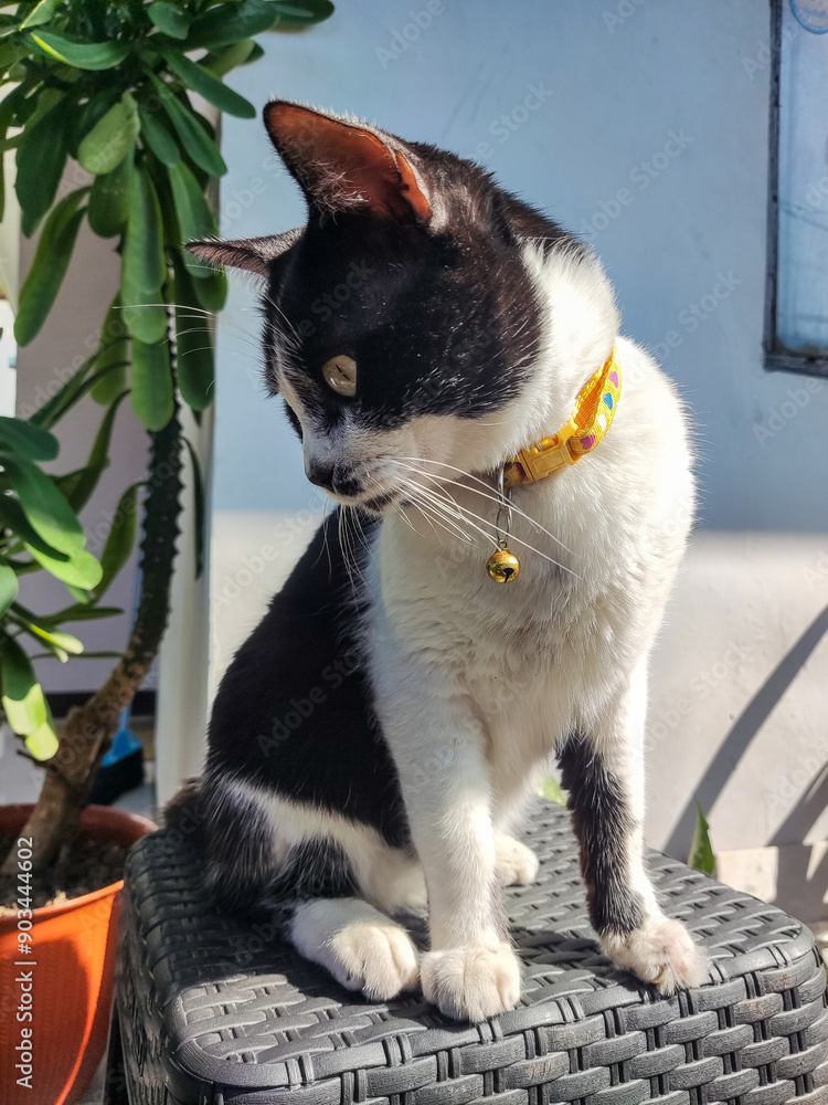 black and white cat, cat with eyes, cat in the house, tuxedo cat, cat on the ground, cat on the rocks, cat in the garden, cat sleeping, cat portrait
