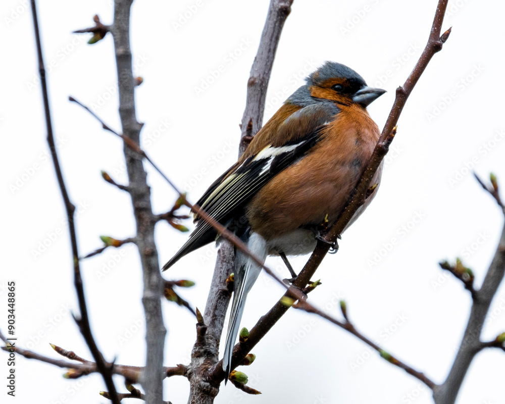 Fototapeta premium Common chaffinch