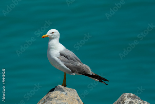 seagull on the rocks