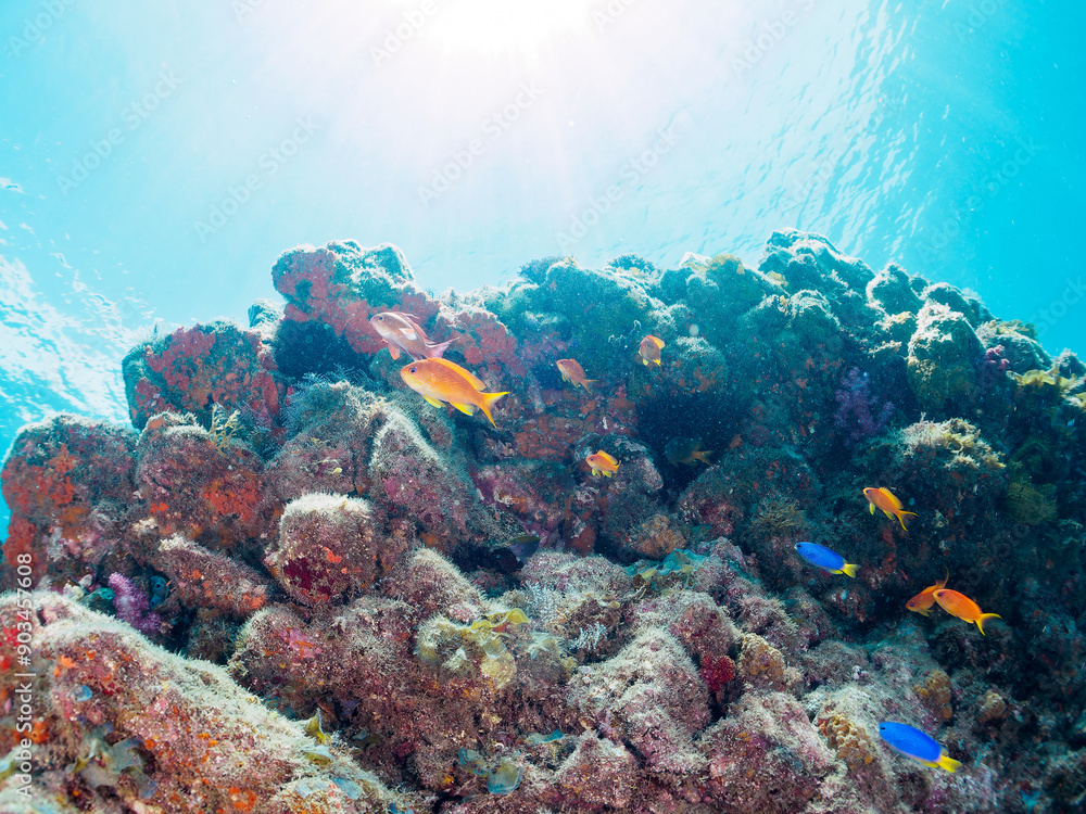 Naklejka premium キンギョハナダイ(ハナダイ亜科)、ソラスズメダイ(スズメダイ科)他の群れ。日本国静岡県伊豆半島賀茂郡南伊豆町中木から渡し船で渡るヒリゾ浜-2024年7月A schools of Sea Goldie (Pseudanthias squamipinnis), Heavenly Damselfish (Pomacentrus coelestis), and others.