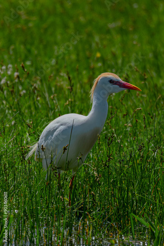 white ibis bird