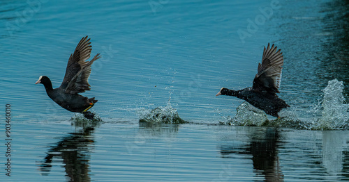 black headed vulture