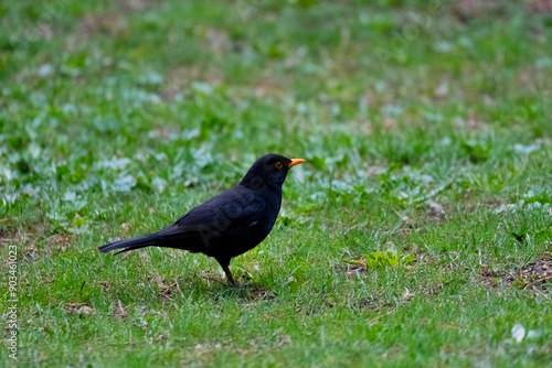 blackbird on the grass