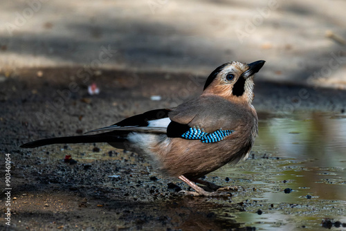 Eurasian jay