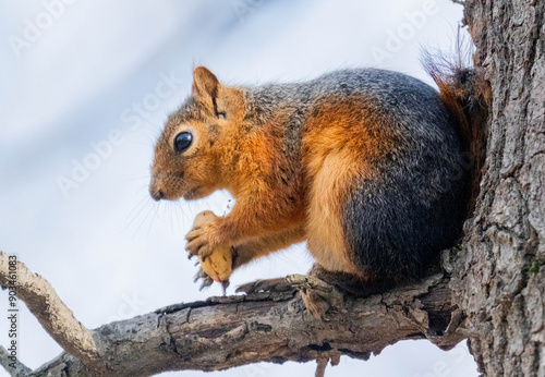 squirrel on a tree