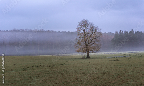 misty morning in the forest