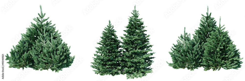 Obraz premium Three fir trees with dense, green foliage stand side by side against a transparent background isolated transparent background.3d rendering