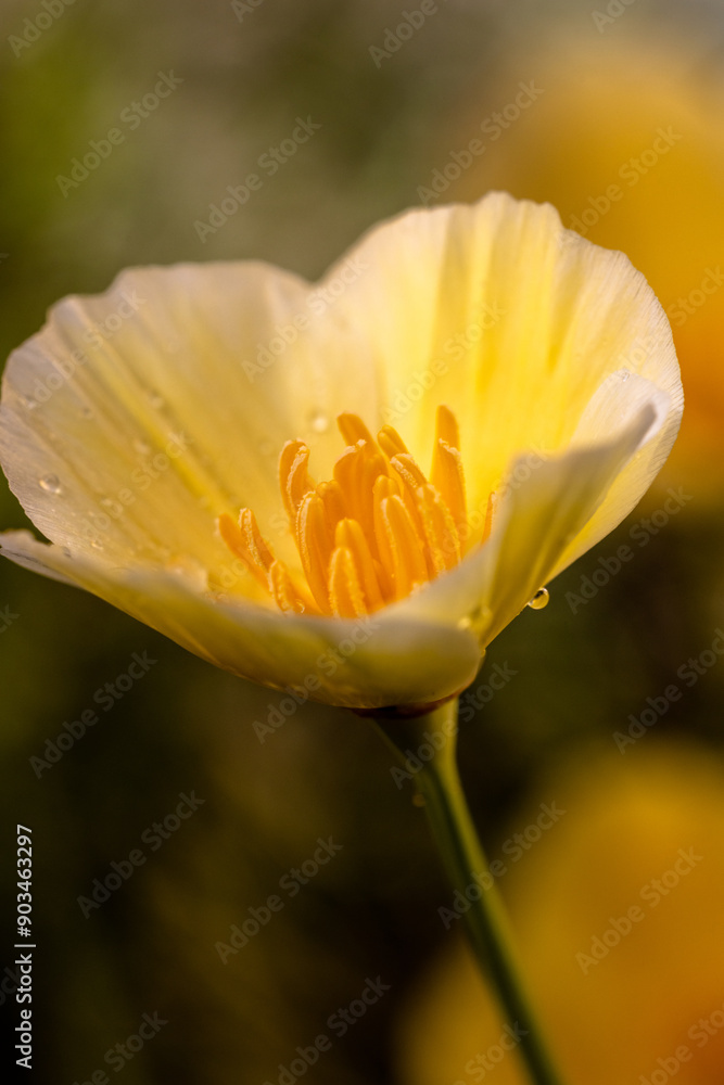 Fototapeta premium poppy flower