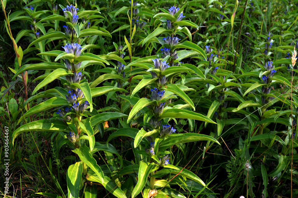 Gentiana cruciata. Blue flowers of star gentiana, cross gentiana. Gentiana cruciata. Blue flowers of star gentiana, cross gentiana.
