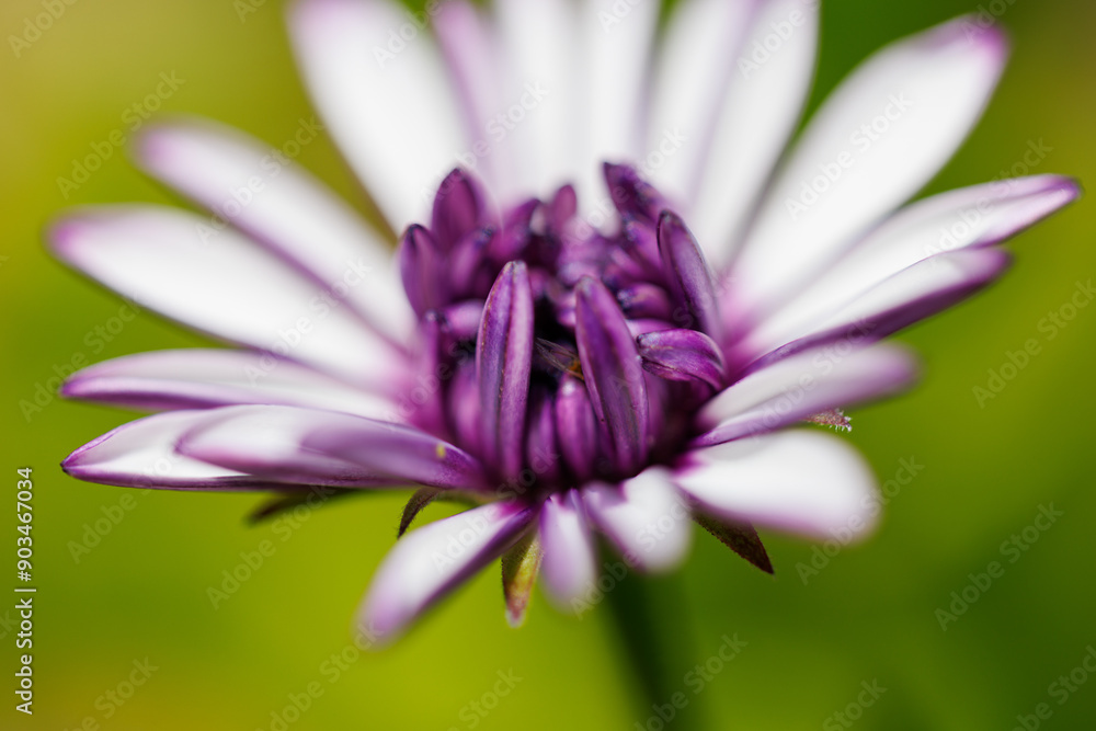 close up of a purple flower close up of a purple flower