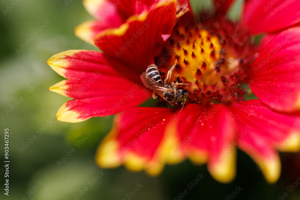 bee on flower bee on flower