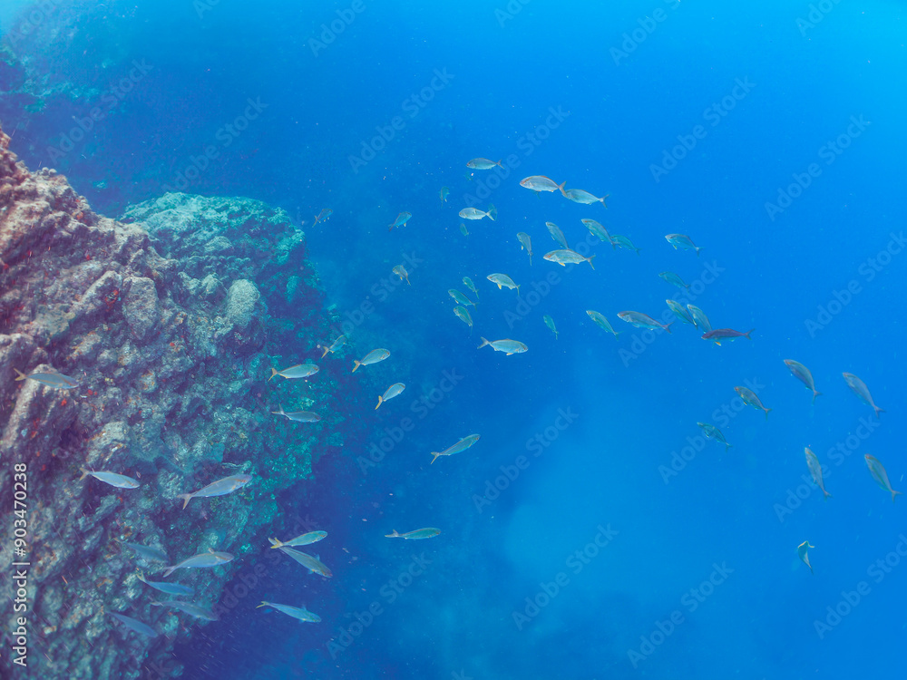 Fototapeta premium キビナゴの大群を襲う迫力あるカンパチ（アジ科）の群れ。日本国静岡県伊豆半島賀茂郡南伊豆町中木から渡し船で渡るヒリゾ浜-2024年7月Greater Amberjack (Seriola dumerili) Rainbow Runner (Elagatis bipinnulata) Silver-Stripe Round Herrings (Spratelloides gracilis). 