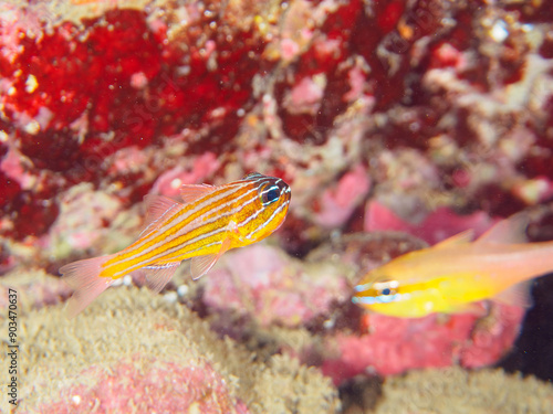 美しいキンセンイシモチ（テンジクダイ科）他の幼魚の群れ。
オスが口に卵をくわえて孵化するまで守っている。

日本国静岡県伊豆半島賀茂郡南伊豆町中木から渡し船で渡るヒリゾ浜-2024年7月

A school of beautiful juvenile Southern orange-lined cardinal fish (Ostorhinchus properuptus) and other  photo