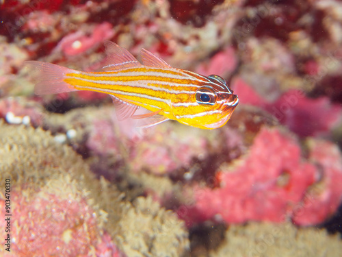 美しいキンセンイシモチ（テンジクダイ科）他の幼魚の群れ。 オスが口に卵をくわえて孵化するまで守っている。 日本国静岡県伊豆半島賀茂郡南伊豆町中木から渡し船で渡るヒリゾ浜-2024年7月 A school of beautiful juvenile Southern orange-lined cardinal fish (Ostorhinchus properuptus) and other  photo