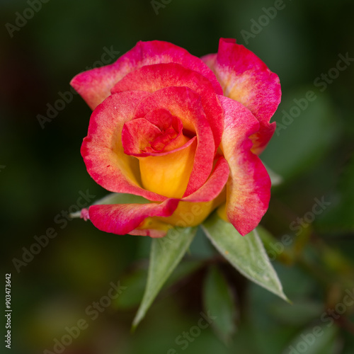 red rose on green background