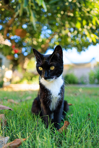 black cat in the grass