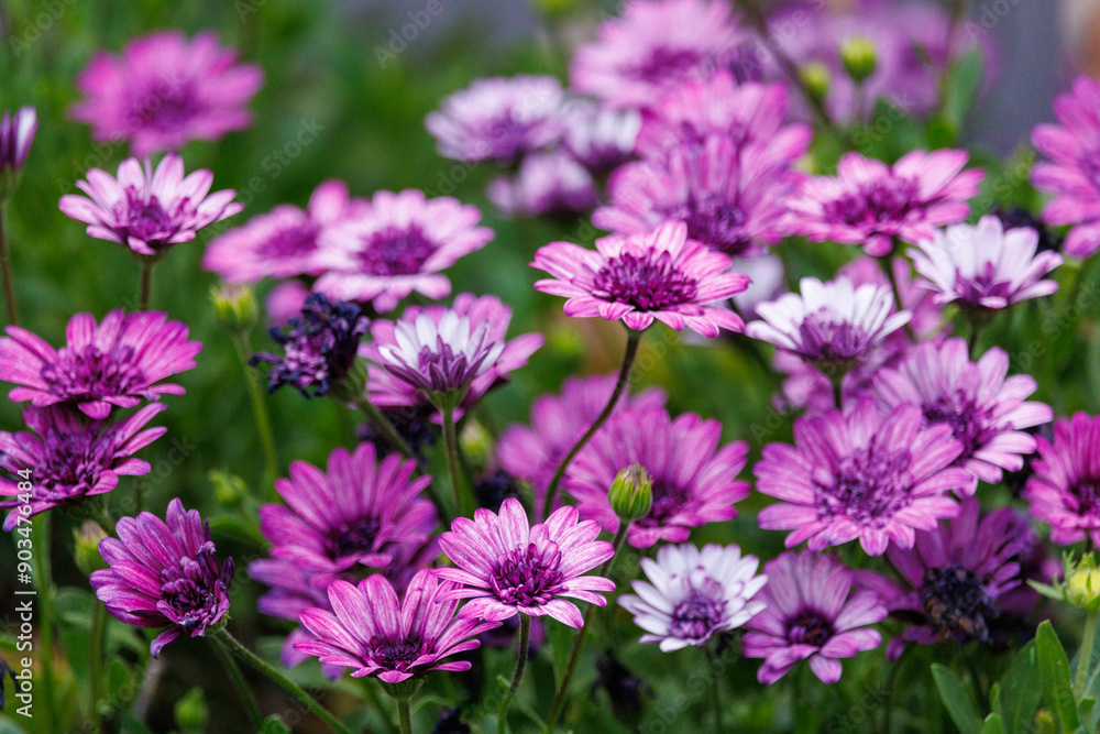 flowers in the garden flowers in the garden