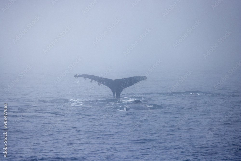 Naklejka premium Whale breaching ocean