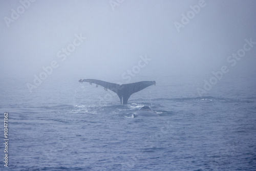 Whale breaching ocean