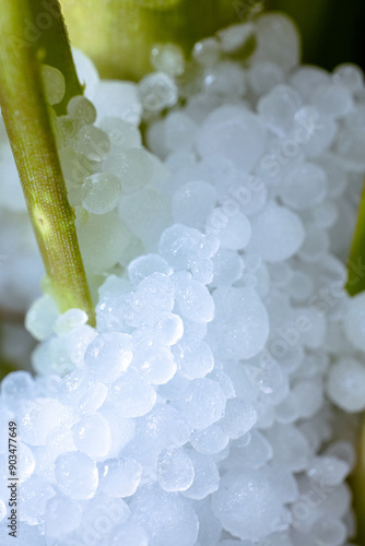 Hail on plans