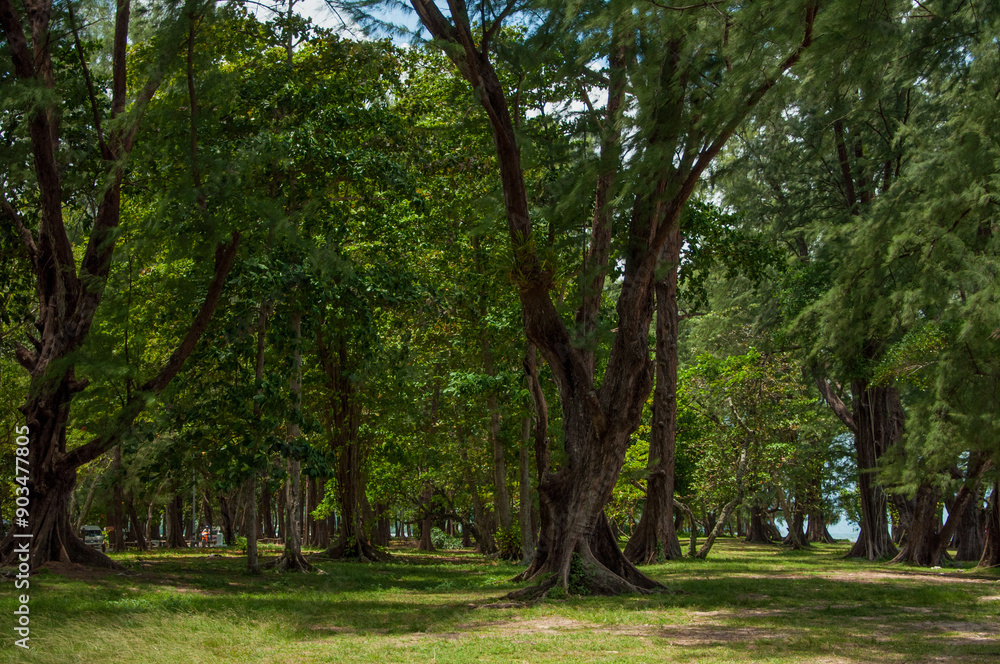 trees in the park,phuket thailand trees in the park,phuket thailand