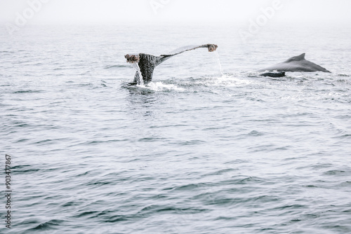 Whale breaching ocean