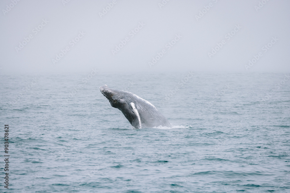 Fototapeta premium Whale breaching ocean