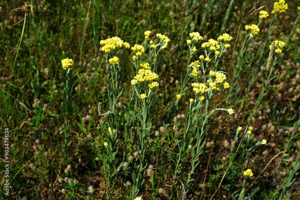 Fototapeta premium Helichrysum arenarium, dwarf everlast, immortelle yellow flowers closeup