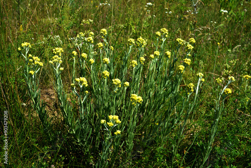 Helichrysum arenarium, dwarf everlast, immortelle yellow flowers closeup photo