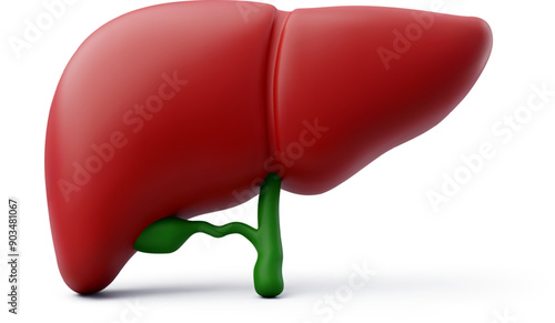 3d Vector Human liver, Liver anatomy structure, Internal organs concept.